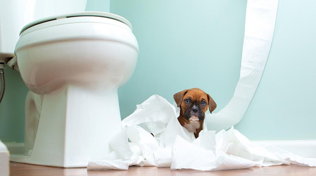 Intelligence For Your Life :: How To Handle Your Pet's Horrible Habits