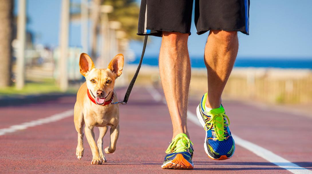 Tips, advice and counseling for Pet Owners