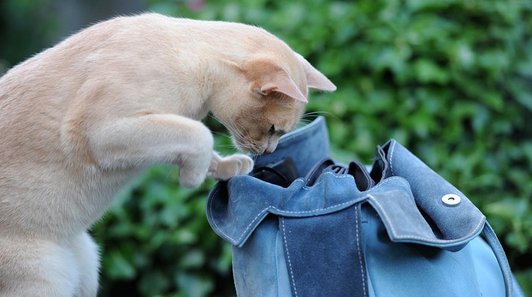 Tips, advice and counseling for Pet Owners