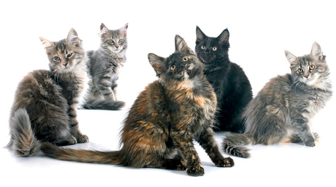 Intelligence For Your Life :: What Type Of Cat Is Least Likely To Be