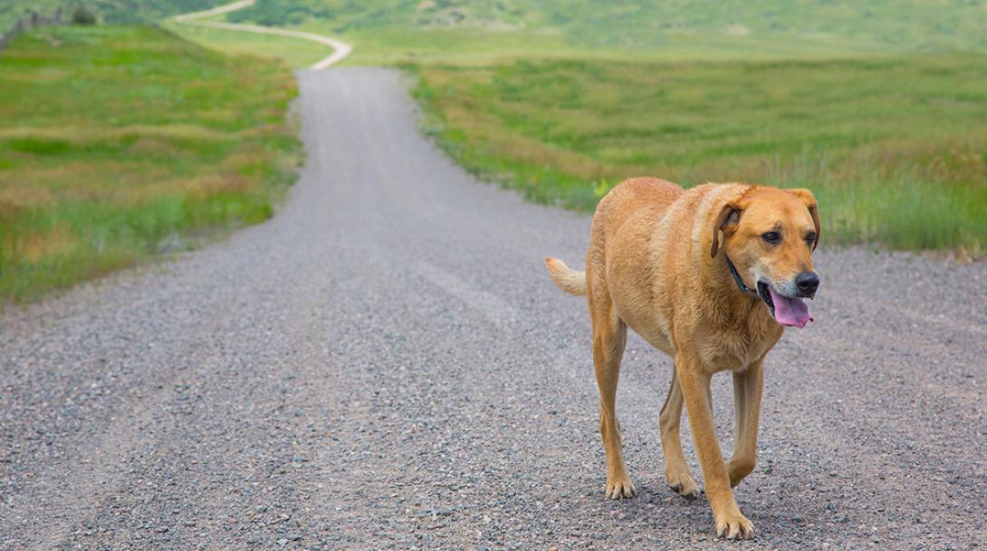 Intelligence For Your Life Finding Your Runaway Pets
